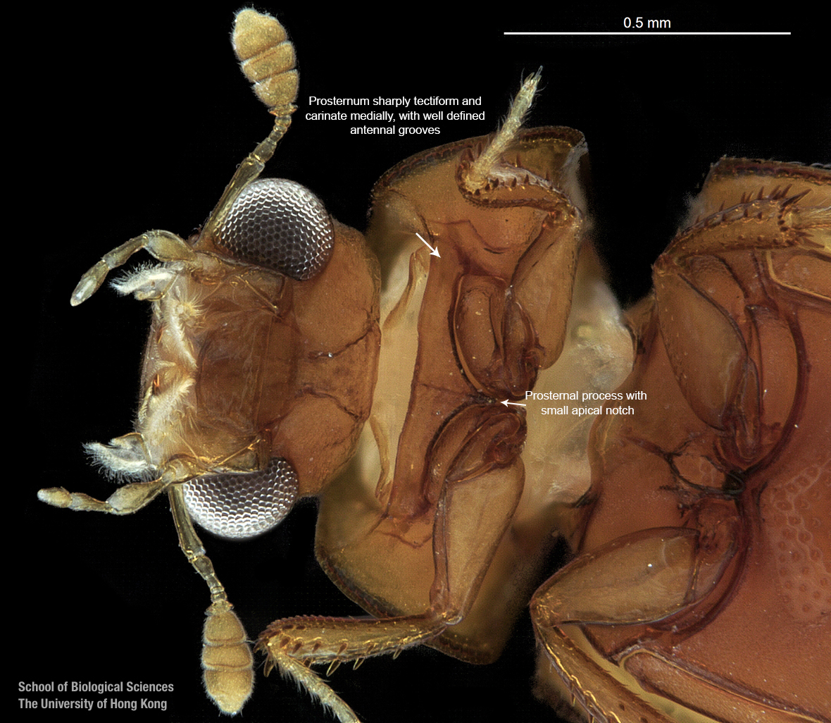 Head in ventral view